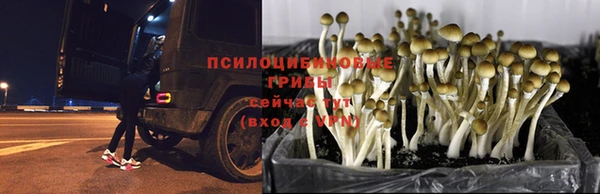 стафф Белокуриха